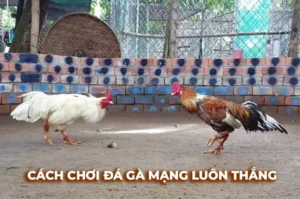 Cách Chơi Đá Gà Sabong Tại BetVision Chinh Phục Mọi Kèo Cược