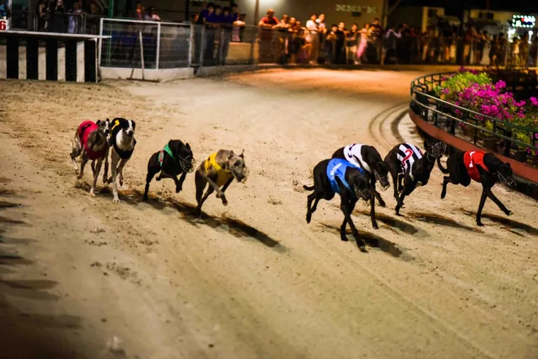 Bí Kíp Chơi Đua Chó Tại BetVision Thắng Lớn Trong Vài Phút