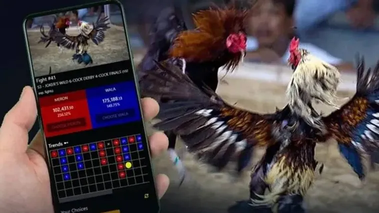 Đá Gà BetVision Trực Tiếp Đỉnh Cao Từ Các Sới Gà Uy Tín Nhất